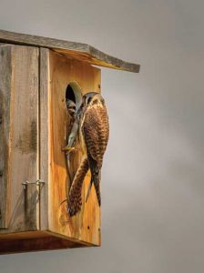 Bird Living In A DIY Birdhouse